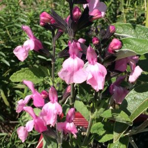 Salvia Angel Wings