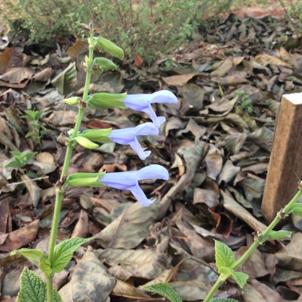 Salvia Argentine Skies