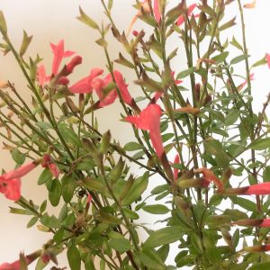 Salvia Baby Sage