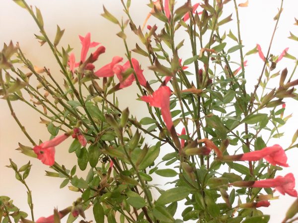 Salvia Baby Sage