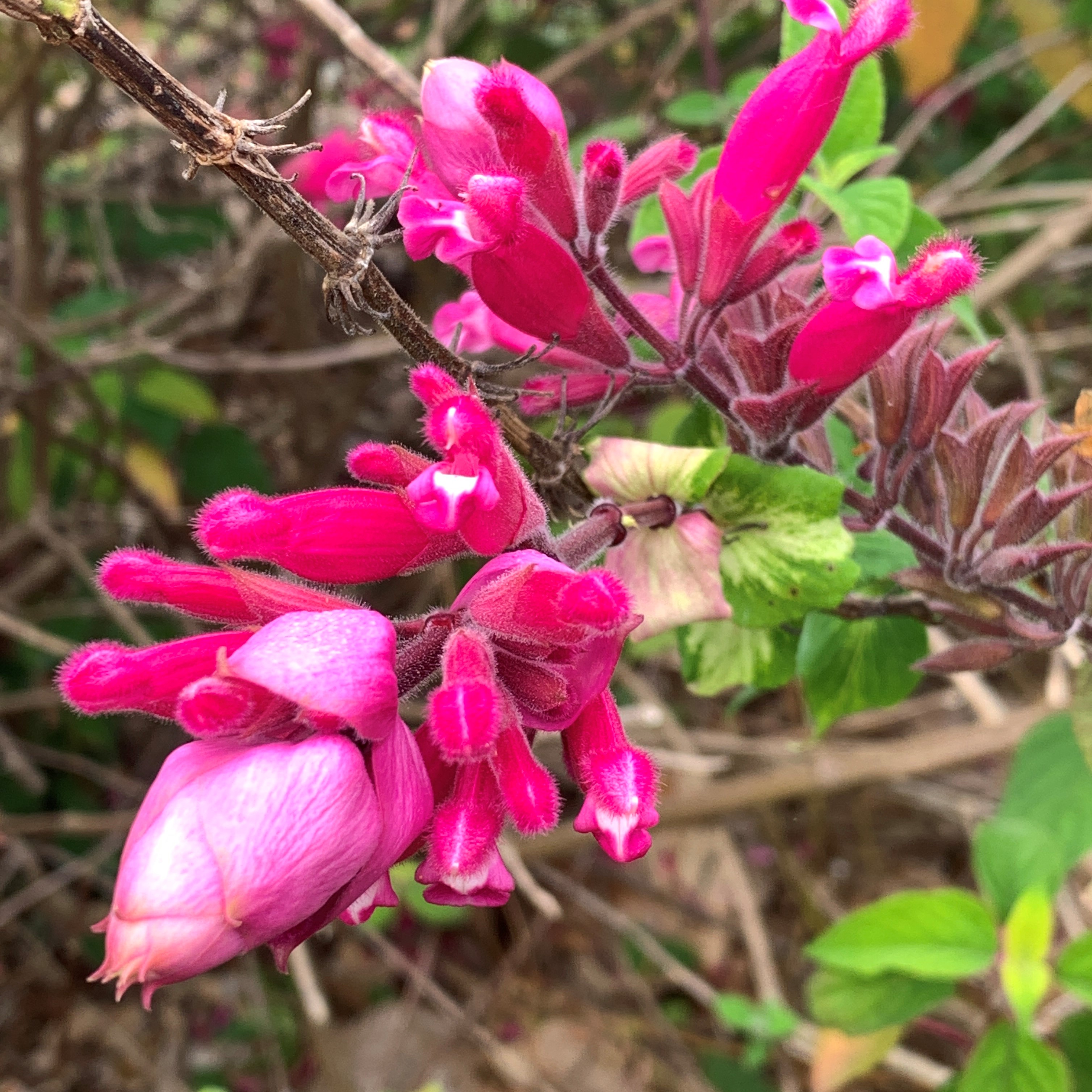 Salvia Bethelli