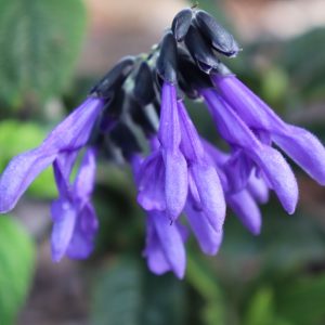 Salvia Black and Blue