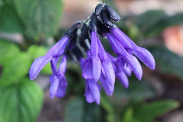 Salvia Black and Blue
