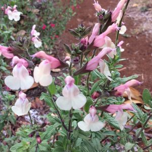 Salvia Candleglow