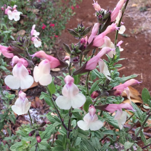 Salvia Candleglow