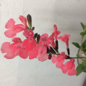 Salvia Desert Sunset