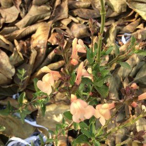 Salvia Pumpkin