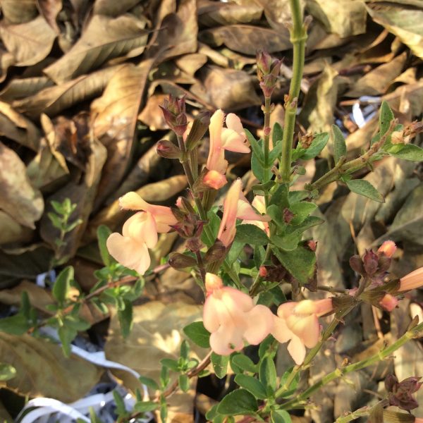 Salvia Pumpkin