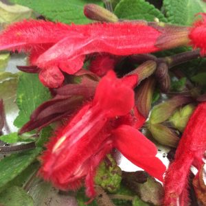 Salvia Red Dragon