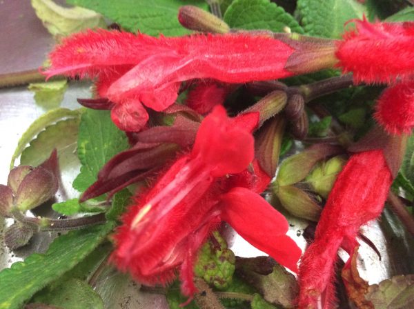 Salvia Red Dragon