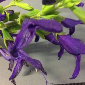 Salvia Violet Eyes