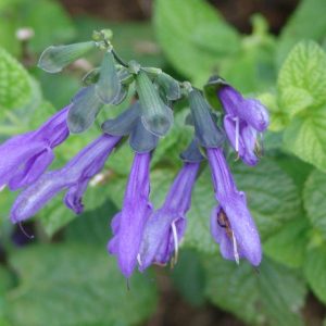 Salvia Tequila Blue