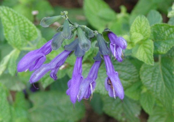 Salvia Tequila Blue
