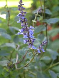 Salvia Agnes