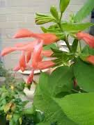 Salvia Coral Delight