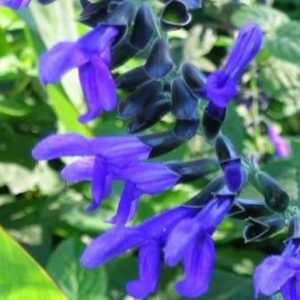 Salvia Costa Rican Blue