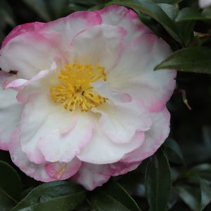 Camellia sasanqua Jane Morgan - Fragrant