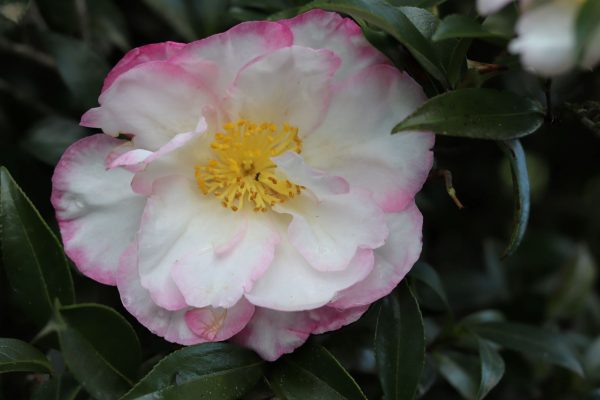 Camellia sasanqua Jane Morgan - Fragrant