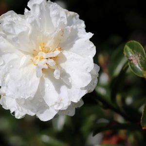 Camellia sasanqua Mine-no-yuki - Fragrant