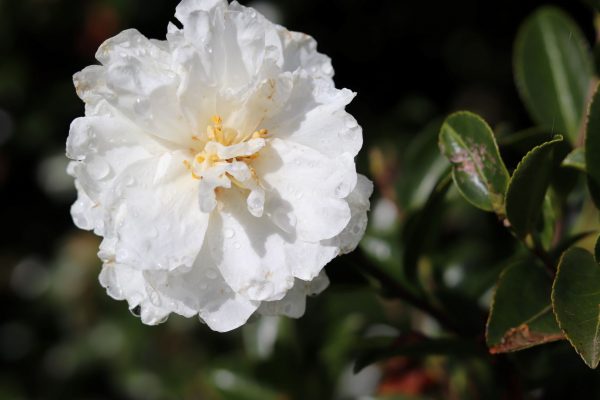 Camellia sasanqua Mine-no-yuki - Fragrant