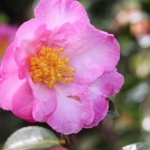 Camellia sasanqua Navajo - Fragrant