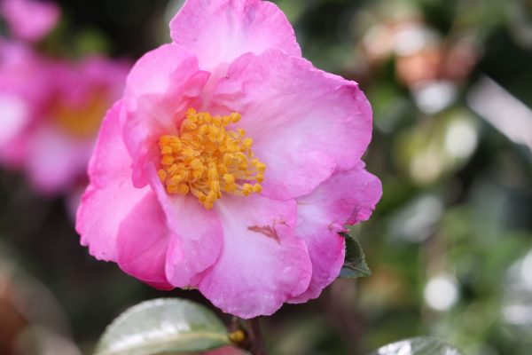 Camellia sasanqua Navajo - Fragrant