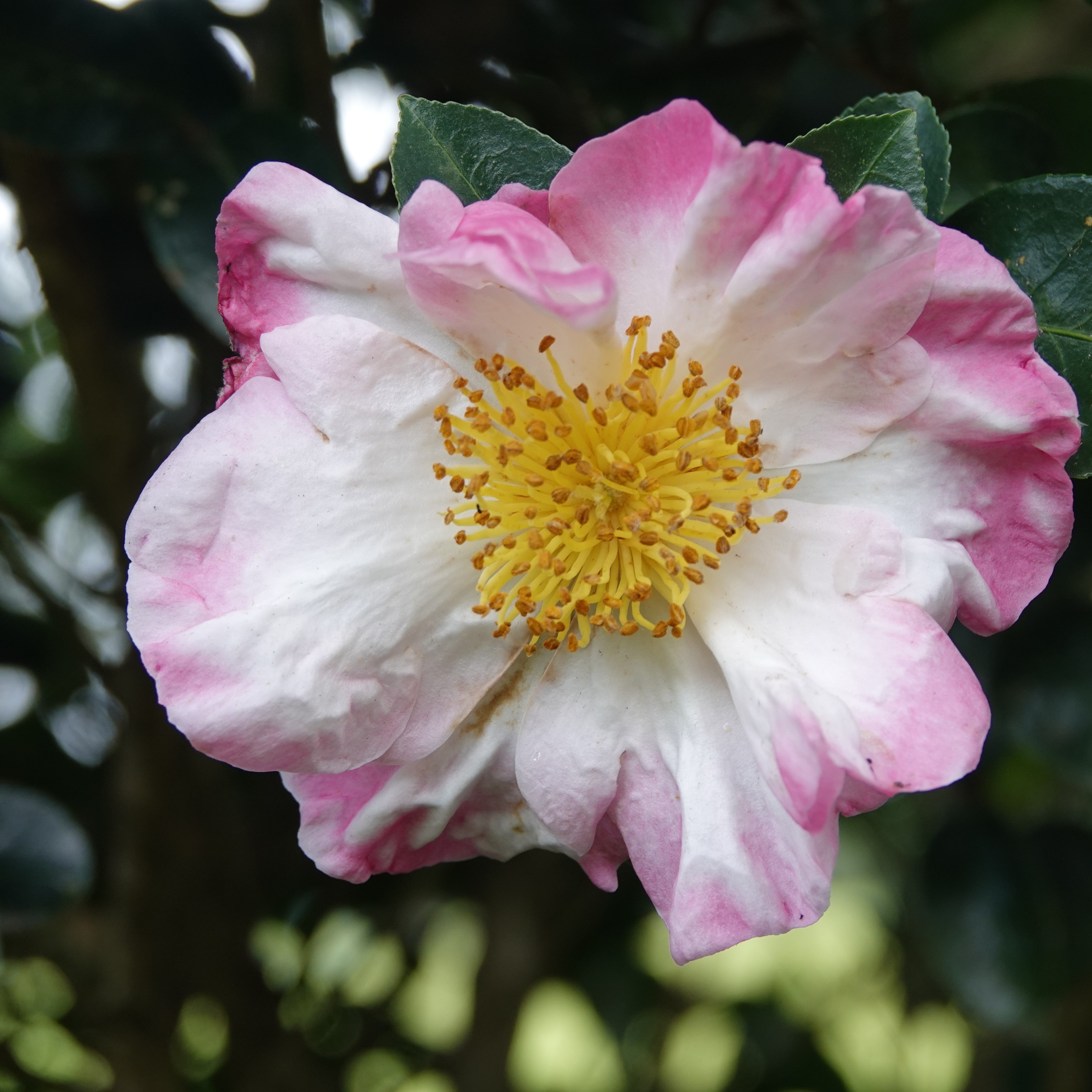 Camellia sasanqua Wahroonga
