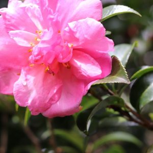 Camellia sasanqua Rose Ann