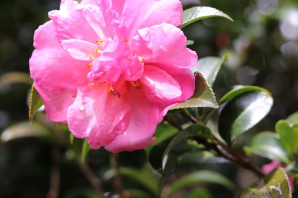 Camellia sasanqua Rose Ann