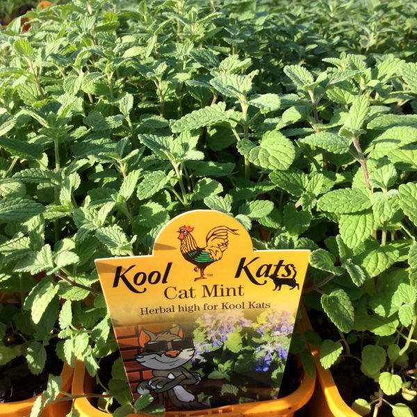 Renaissance Herbs for your cat