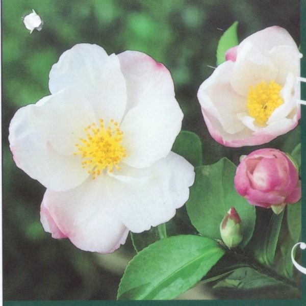Camellia sasanqua Narumigata - Fragrant