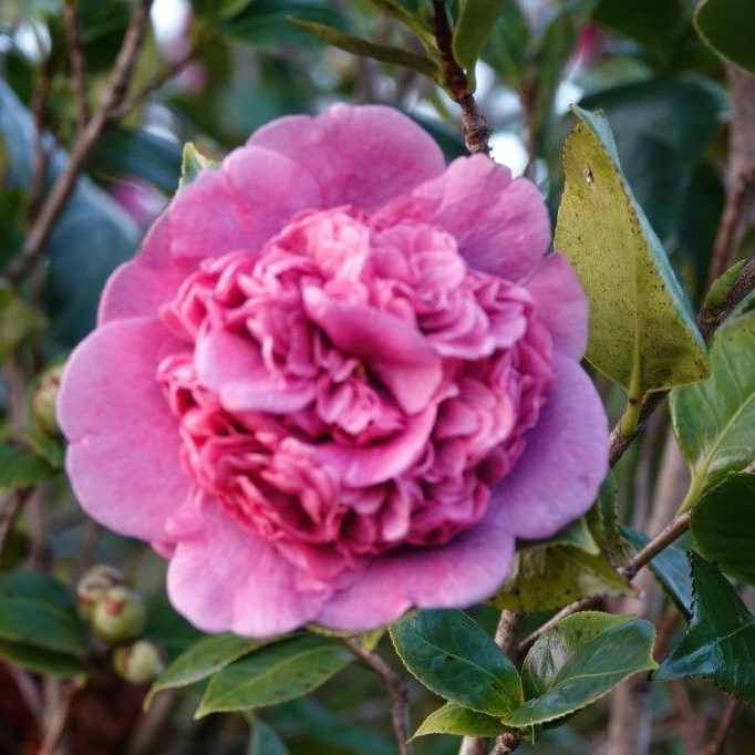 Camellia japonica Dona Herzilia de Frietas Magalhaes