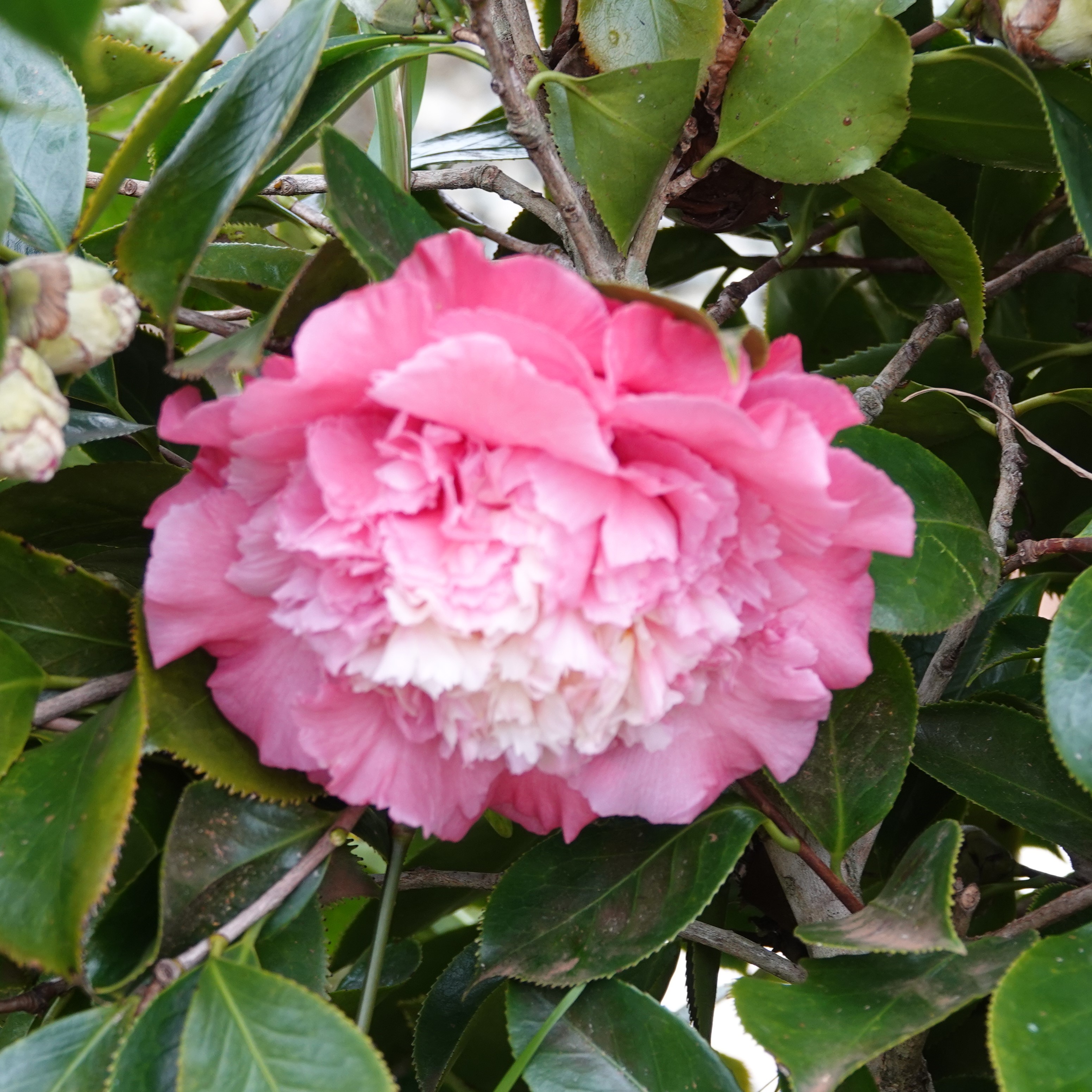 Camellia japonica Elegans Supreme