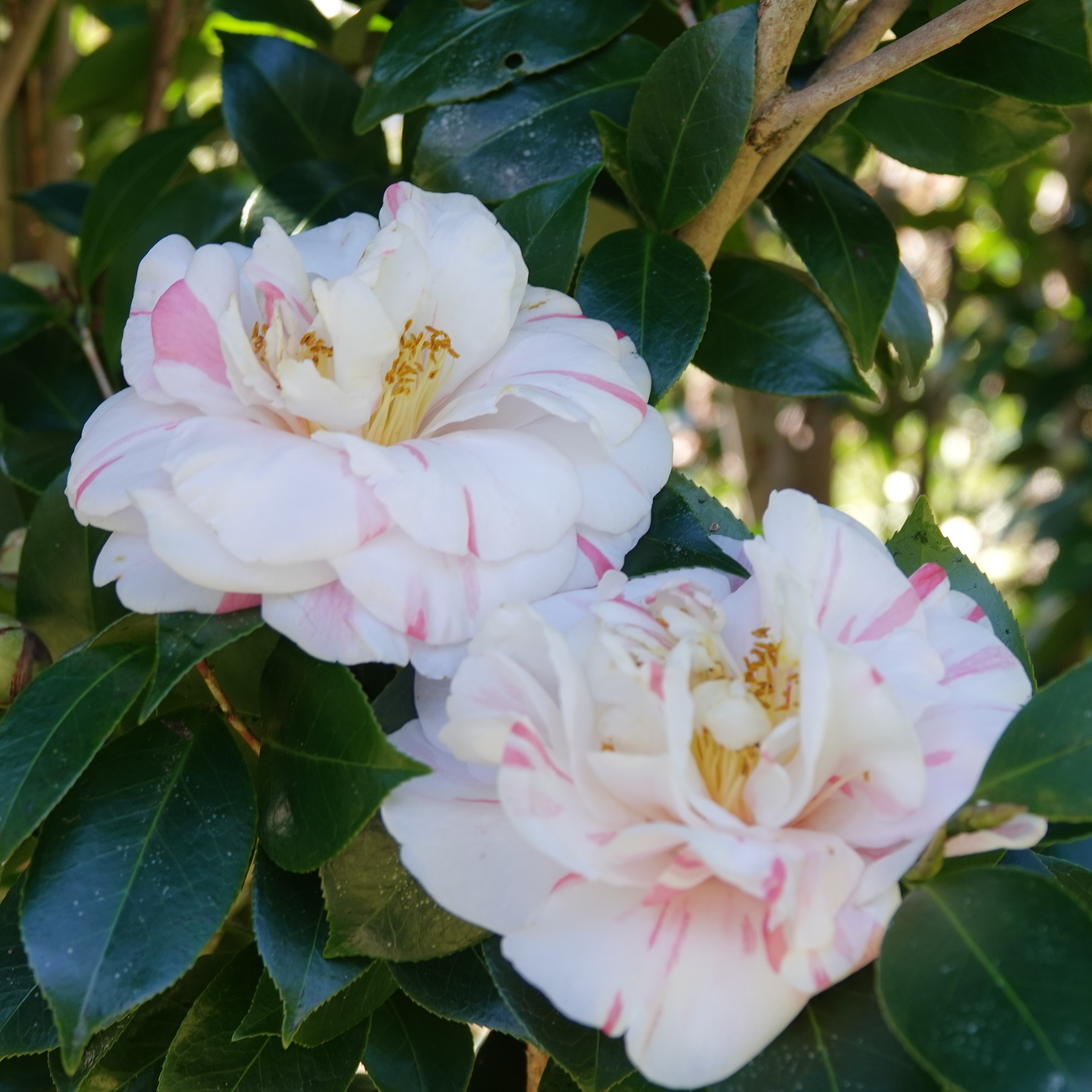 Camellia japonica Strawberry Blonde
