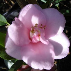 Camellia sasanqua Mandy