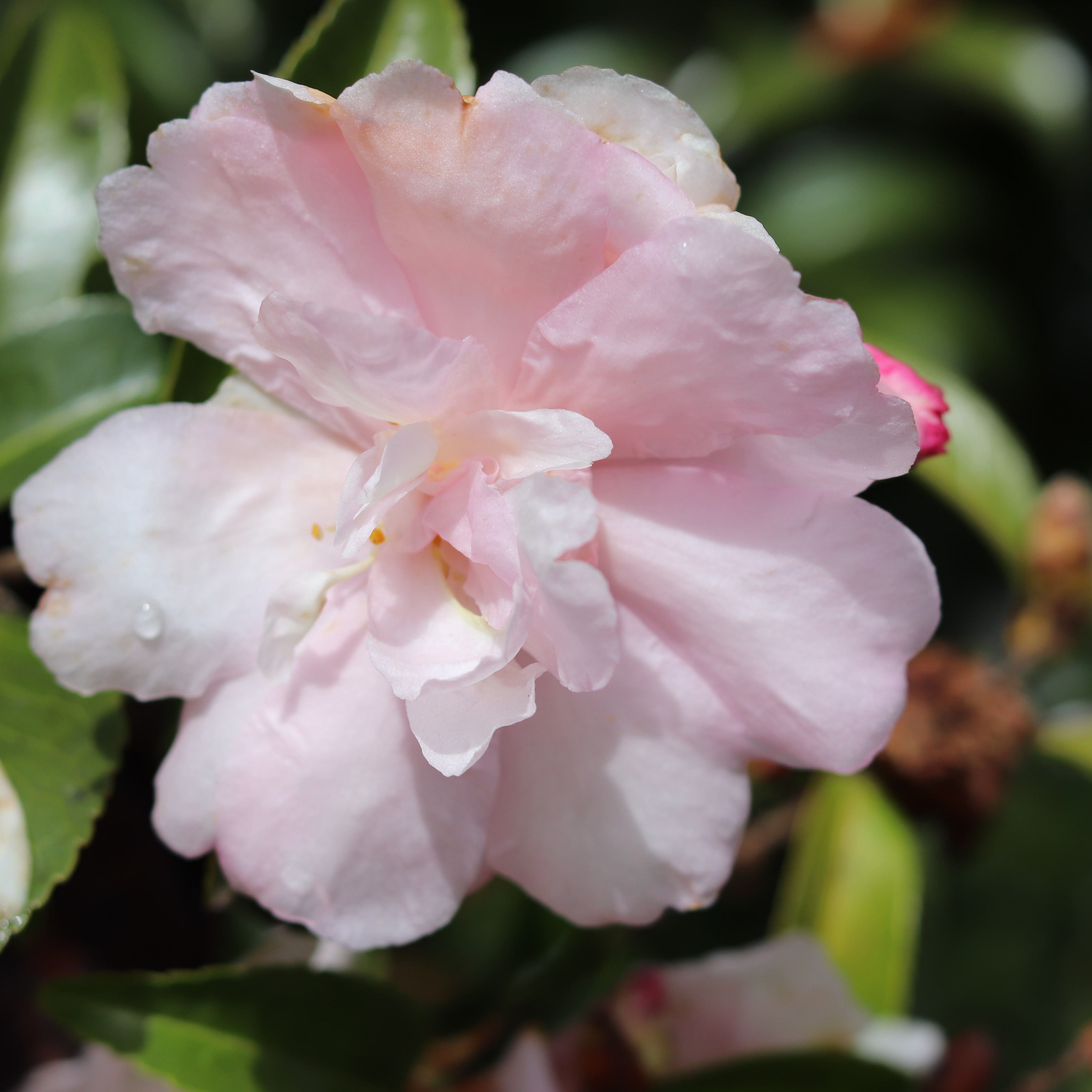 Camellia sasanqua Queenslander