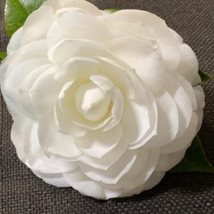 Camellia japonica Sawada's Dream