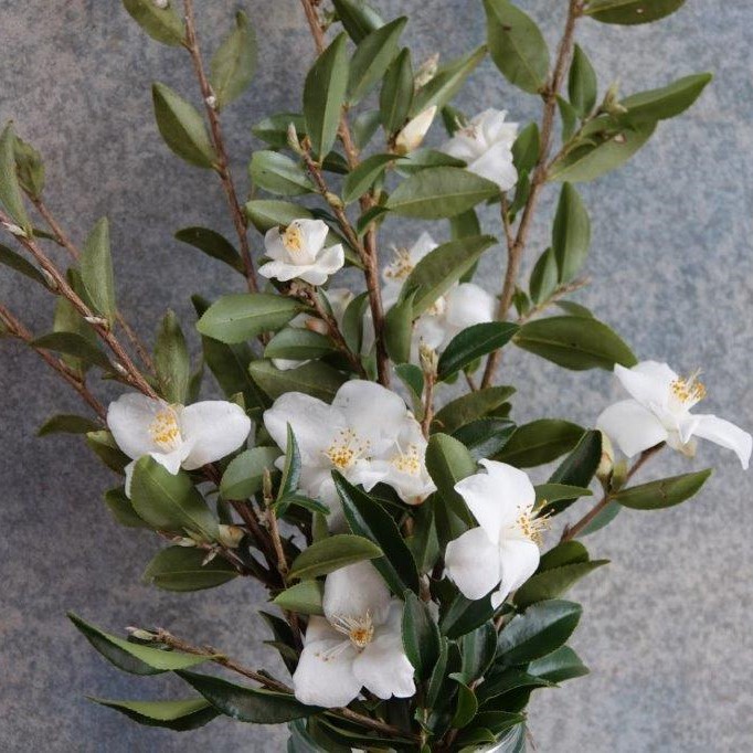 Camellia lutchuensis Wirlinga Bride