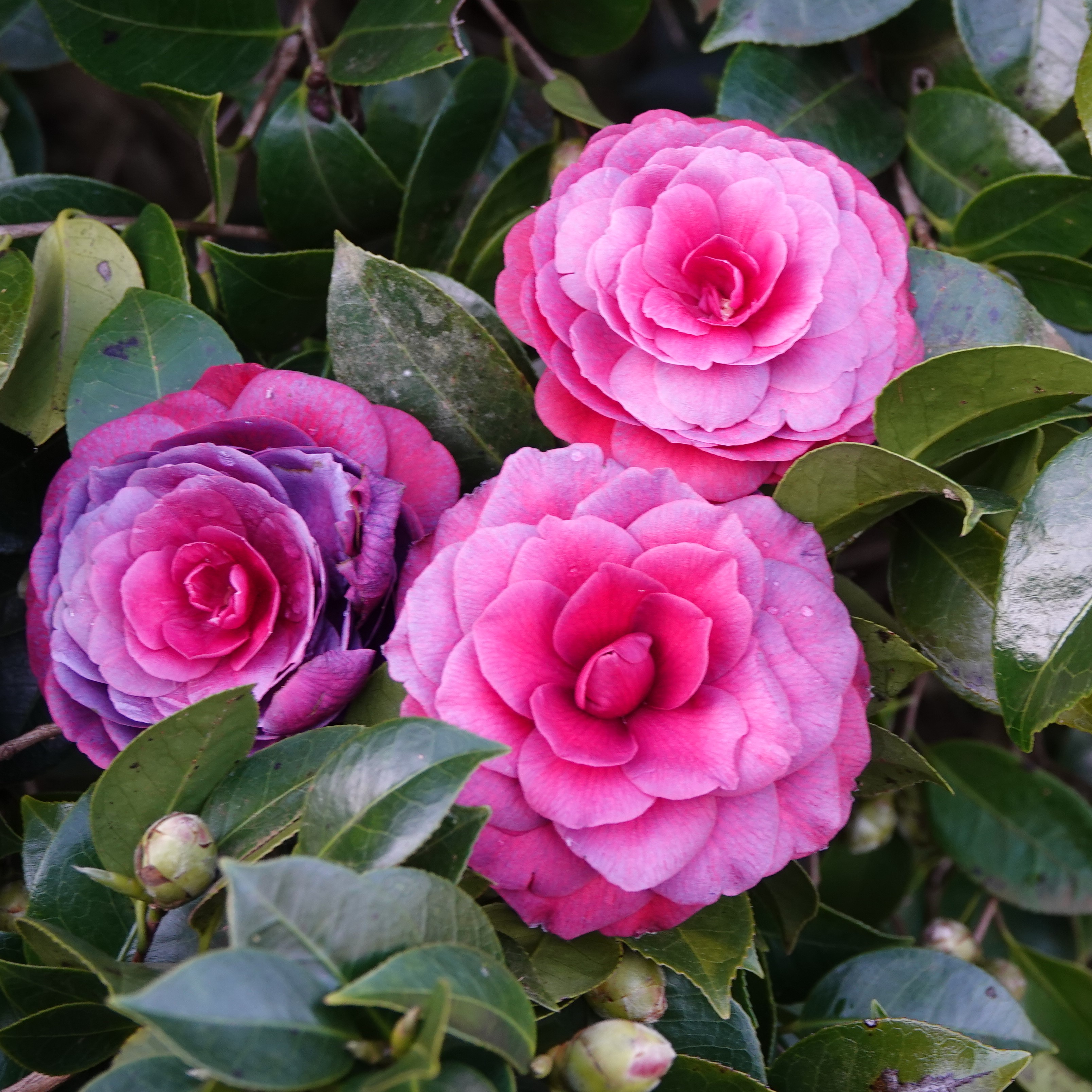 Camellia japonica Black Tie
