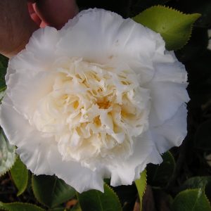 Camellia japonica Elegans Champagne