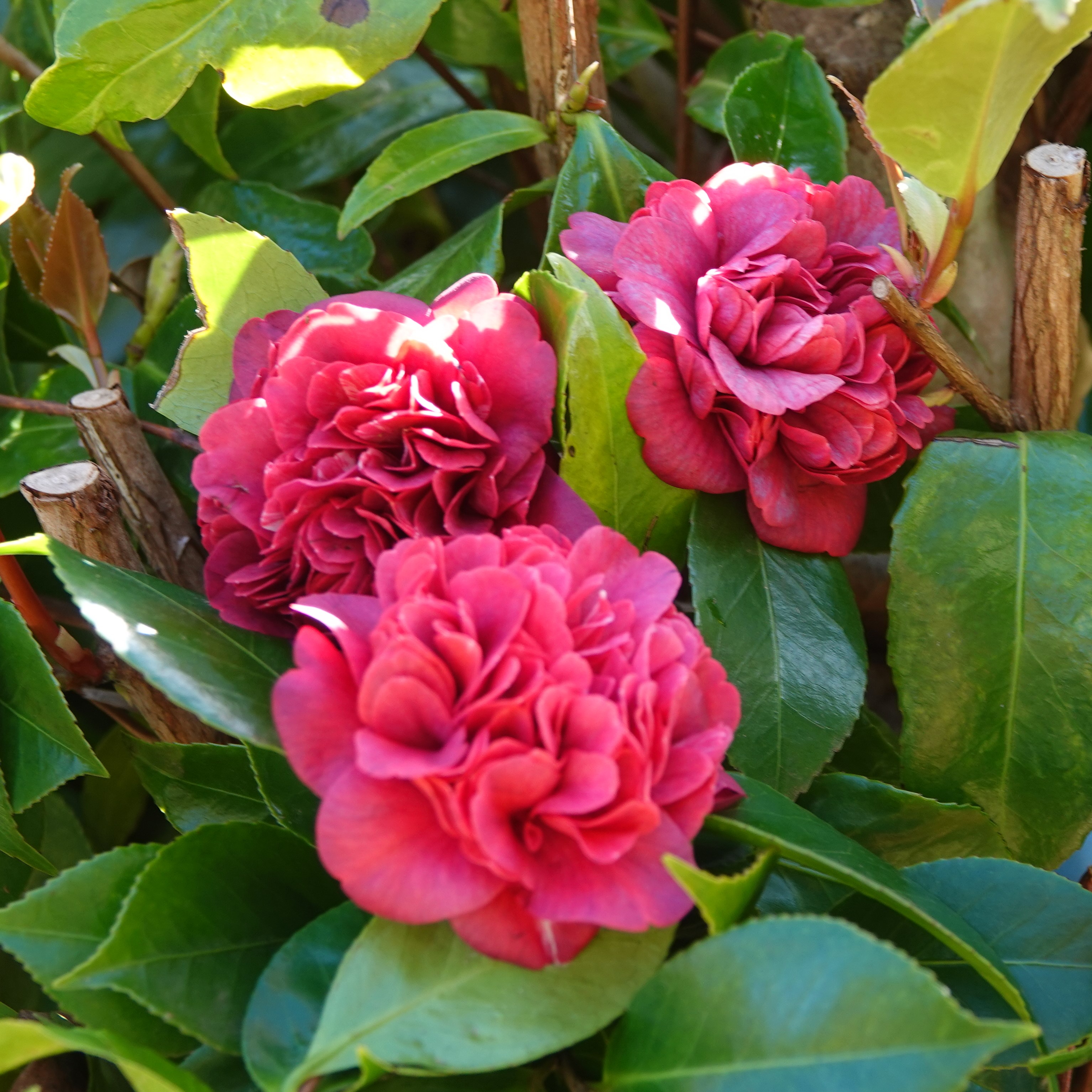 Camellia japonica Little Slam