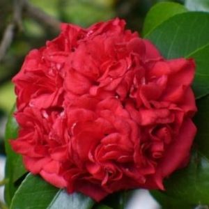 Camellia japonica Professor Charles S Sargent