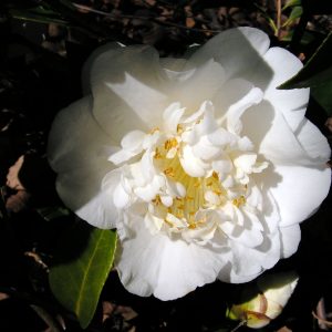 Camellia japonica Shiro Chan