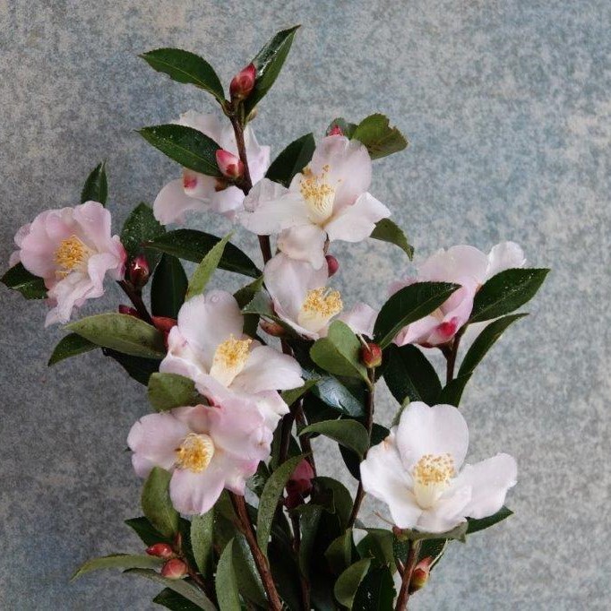 Camellia lutchuensis Fairy Blush - Fragrant
