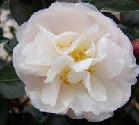 Camellia sasanqua Asakura