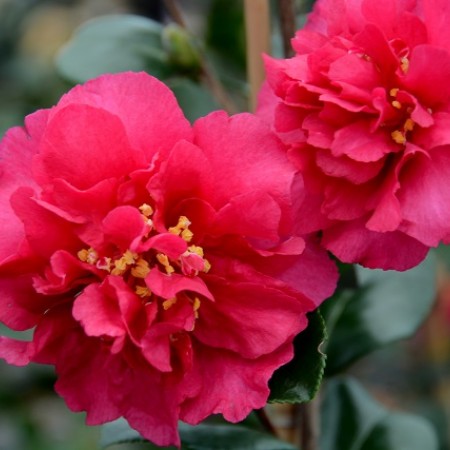 Camellia sasanqua Bonanza