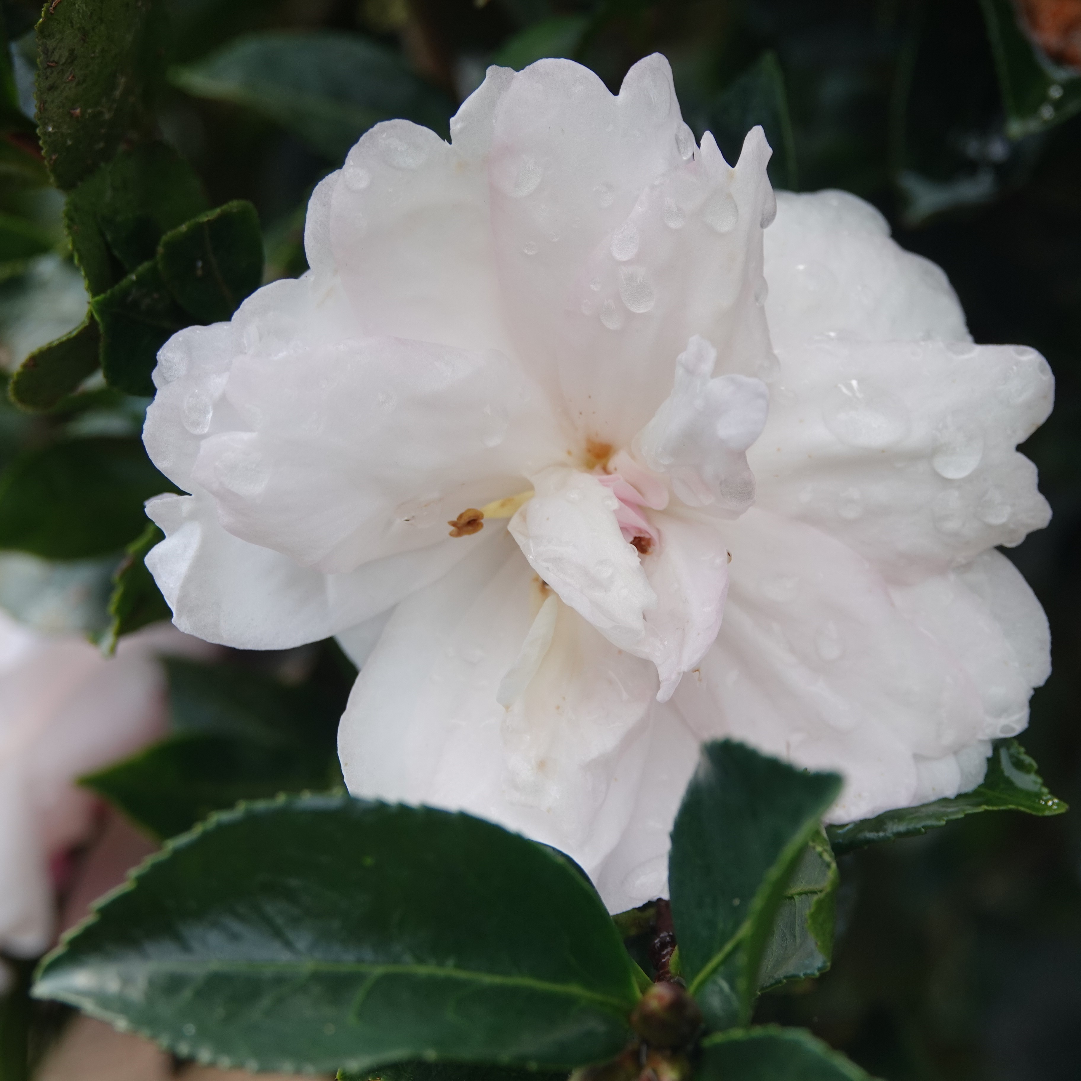 Camellia Sasanqua Ko Gyoka