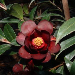 Camellia hybrid Night Rider