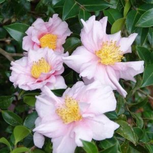 Camellia sasanqua Russhay