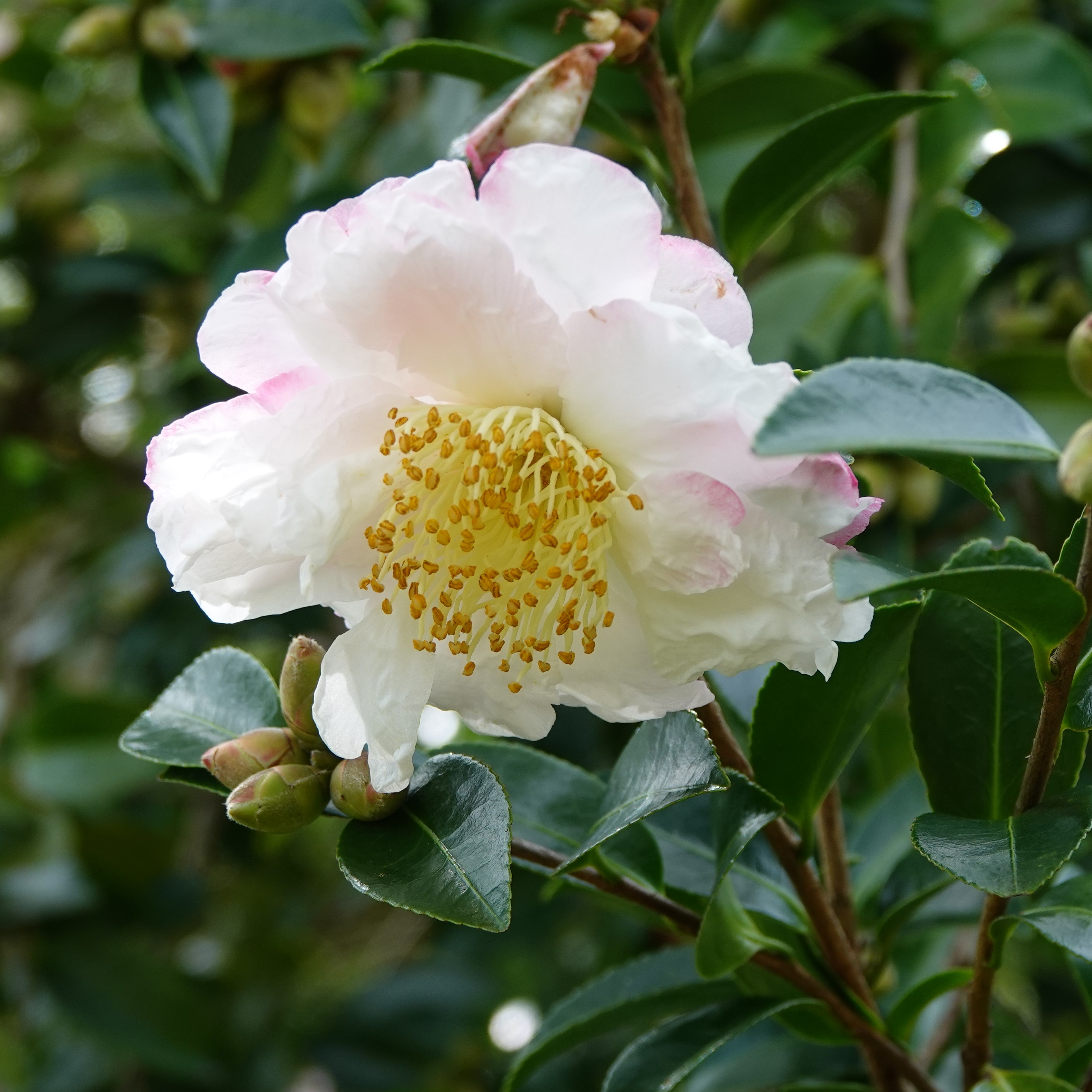 Camellia sasanqua Weeping Maiden
